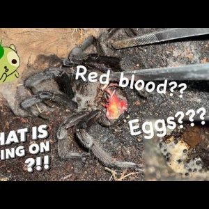 A mysterious death ~ RED BLOOD? RANDOM EGGS??? how? why?? what???