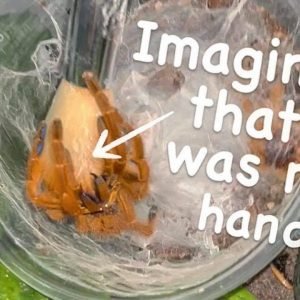 Imagine that was my hand !! ~ ALMOST BROKE MY GLASS ENCLOSURE