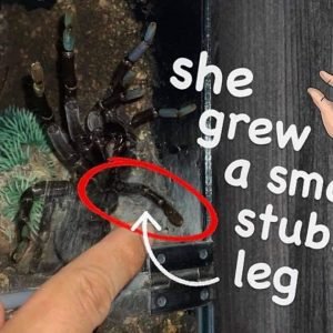 She grew a Small Stubby Leg !!!   [+ BONUS tarantula POOP CLEANING]