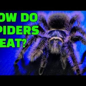 Tarantulas Digest BEFORE They Eat Prey? Spider Digestion EXPLAINED!