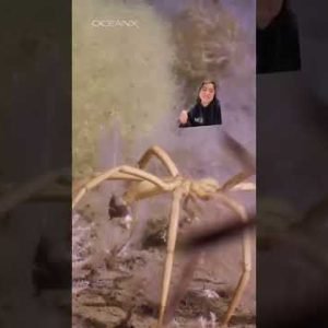 Giant Sea Spiders