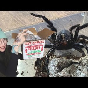 ANGRY & DRAMATIC! Trapdoor Spider Unboxing from Hardcore Arachnids!
