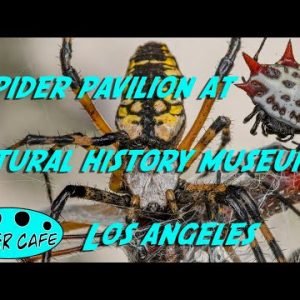 Spider Pavilion at Natural History Museum of Los Angeles