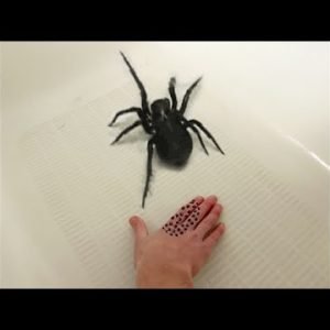 why did i pet this SPIDER…