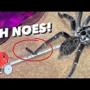 Unboxing a crazy BROKEN LEGGED tarantula !!!