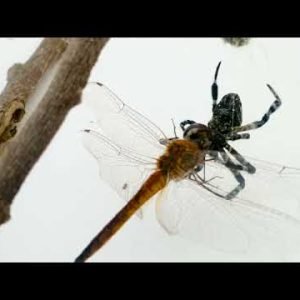 Sky Hunter, Spider World: Spider With Three Super Powers Attacking Prey