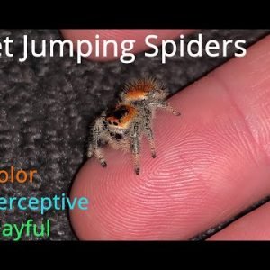 Jumping Spider Pet #jumpingspider #spider #entomology