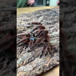 You’ve Never Seen Spiders Do This…