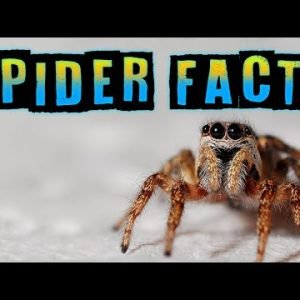 Spider Facts!