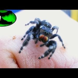 World’s Smartest Spider?! Bold Jumping Spider!