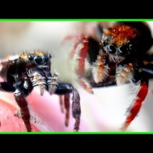 The Smartest Spider You’ve Never Heard Of- Whitman’s Jumping Spider