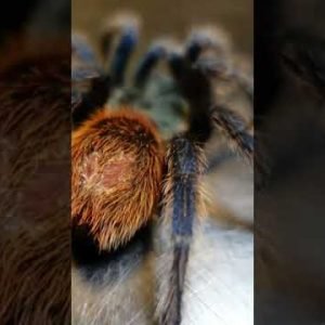 a beautiful blue spider #shortsvideo #gbb