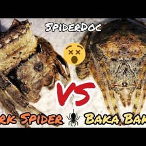 BARK Spider VS Baka-Baka! Subscribers MOST REQUESTED Spider Fight! Laban ng Matitigas na Gagamba.