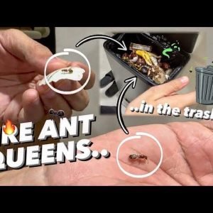 Me & AntsCanada found FIRE ANT QUEENS in the ROTTING GARBAGE !!! 🤢