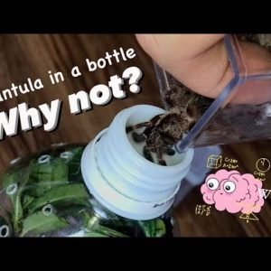Keeping Tarantulas in Water Bottles? I don’t see Why Not ! [BUDGET ENCLOSURE]