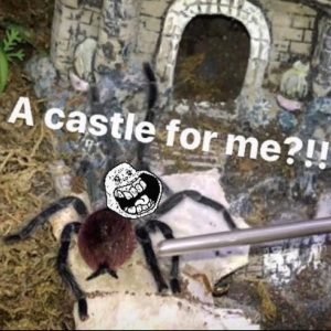 PAMPERING my “Princess” TARANTULA with a CASTLE !!!