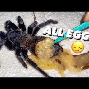 Tarantula abdomen EXPLODED WITH EGGS?!! Egg bound, or??? ~ 2nd TIME THIS WEEK !!!???