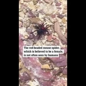 Rare footage of highly venomous spider was captured on camera