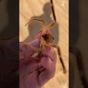 Camel Spiders Chase People