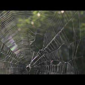 A Barn Spider Takes DOWN Her Web [NARRATED]