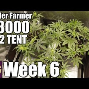 So Much Stretching!! 2023 Spider Farmer G3000 Grow Week 6