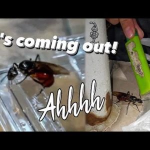 Caught BIGGEST ANTS in the WORLD ?? ~ WHY do I put myself through this...!!