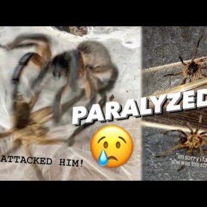 His female tarantula BIT and PARALYZED my male’s leg !!!