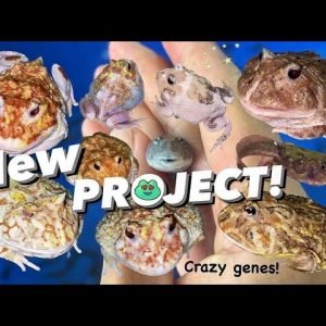 INSANE MUTANT Pacman Frogs !!! ~ New Breeding Projects & more.