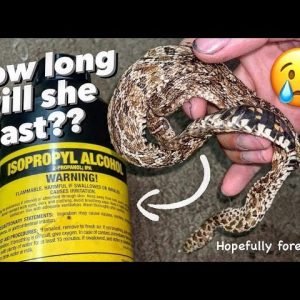 Putting my Snake in 99% Alcohol ~ How long will she last?? RIP, Pissy.