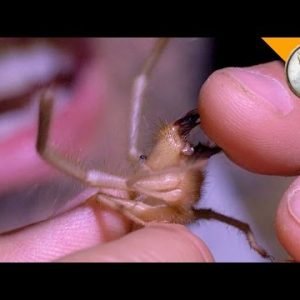 Ahhh!!! Camel Spider Chews My Finger!