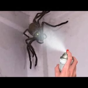 why did I spray this huge SPIDER…