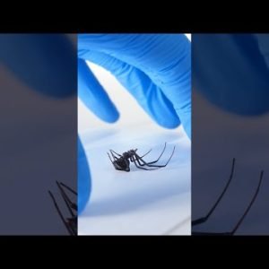 How Black Widow Spiders Inject Venom