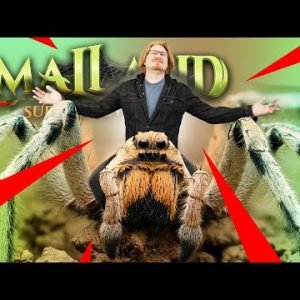 Wolf Spider Mounts – SMALLAND: SURVIVE THE WILDS #11