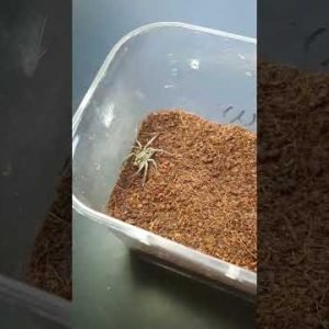 Wolf spider feeding (Tasmanicosa sp.) #australia #cute #spider #wolfspider #arachnid #feeding