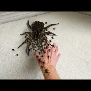 why did i mess with a mother SPIDER…