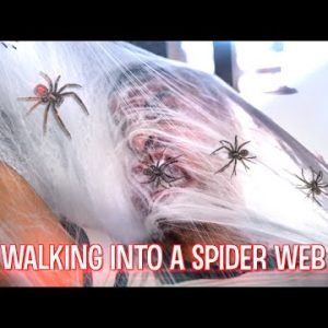 Walking Into A Spider Web | David Lopez