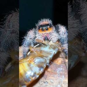 Jumping spiders are TACTICAL!!!😱🤯 1000/IQ