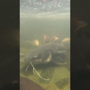 Feeding my GIANT Catfish.. (wait for it).... THREE OTHER CATFISH !!! 🐱 #shorts
