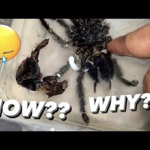 You WON'T BELIEVE WHY my Favourite Tarantula DIED