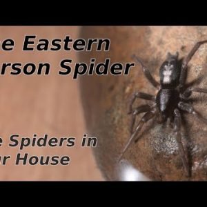 The Spiders in Your House – The Eastern Parson Spider