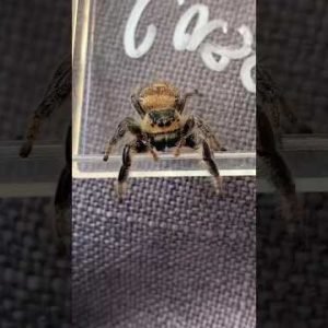 what are your thoughts on this? #jumpingspider #spider #love #explore #pets @tiana_thebuglady