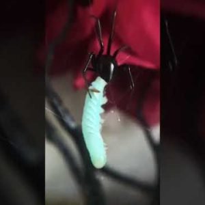Feeding my pet black widow, Binx! #spider #shorts