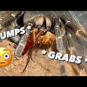 JUMPS and GRABS HANGING ROACH ~ How feeding tarantulas are actually like ..