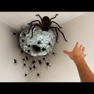 why did I touch the SPIDER nest…