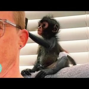 Tiny Spider-Monkey Was Scared Of Humans. But This Man Broke Through | Cuddle Buddies