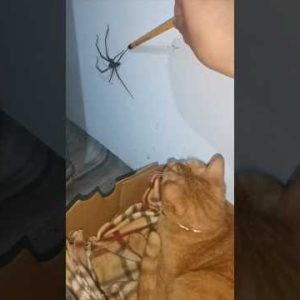 The Spider vs The Cat #TheManniiShow.com/series