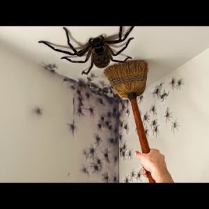 these SPIDERS are infesting my room…