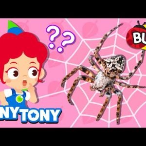 I’m Not An Insect | 🕷Spider, Earthworm | Facts About Bugs | Insect Songs for Kids | JunyTony