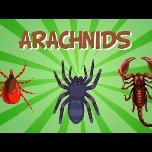 Arachnids | Educational Video for Kids