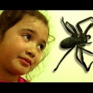 Big Spider Attacks Daughter